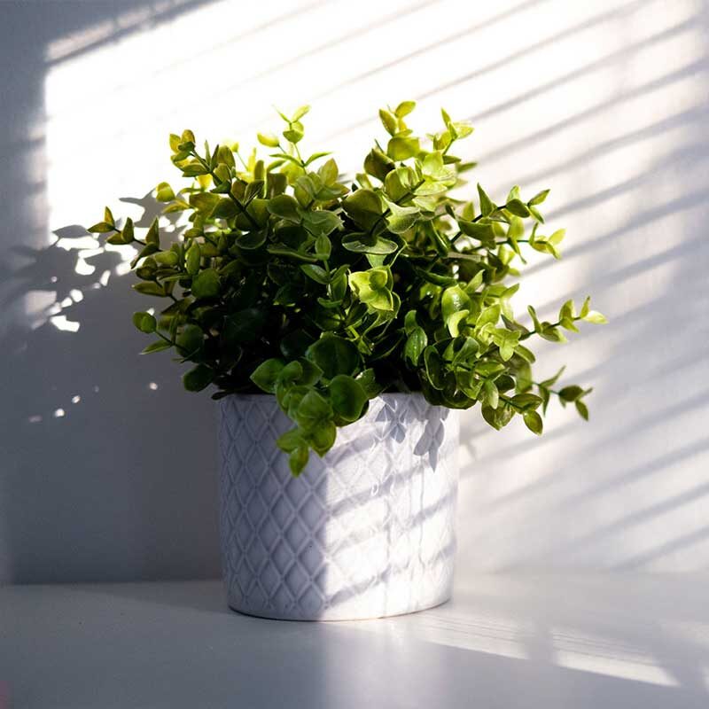 vignette-plante-interieur-soleil