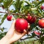 image-arbres-fruitiers-pommes_serres-latour
