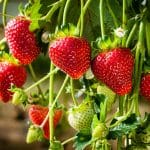 image-petits-fruits-fraises_serres-latour