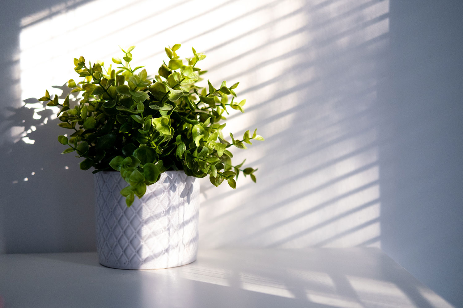 Lumière et humidité pour des plantes d'intérieur en santé