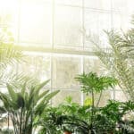 plantes-vertes-soleil-humidite