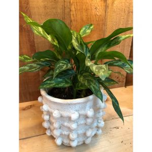 aglaonema-70