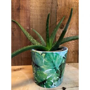 aloes-et-pot-2300