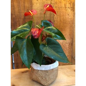 anthurium-33