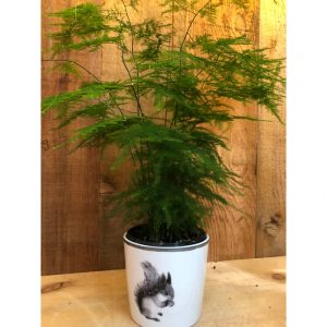 asparagus-plumosus-16