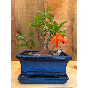 bonzai-pomme-grenade-40