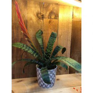 bromeliacea-vriesea-50