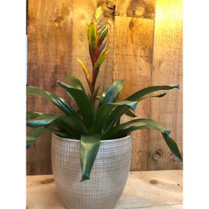 bromeliacea-vriesea-et-pot-5600