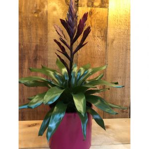 bromiliacea-vriesea-43