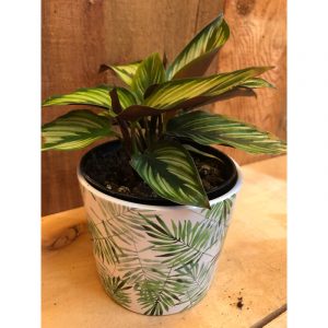 calathea-25