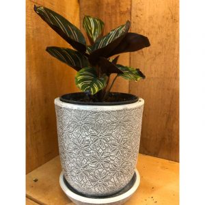 calathea-et-pot-assiette-3700
