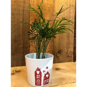 chamaedorea-elegans-13