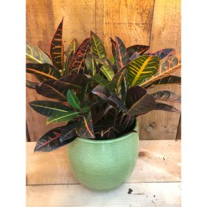 croton-et-pot-5300