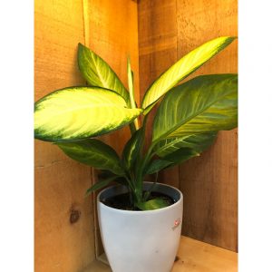dieffenbachia-et-pot-3800