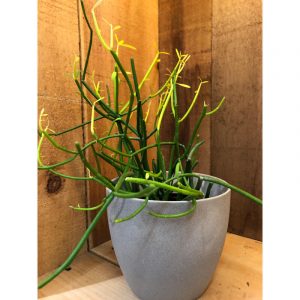 euphorbia-tirucalli-pencil-32