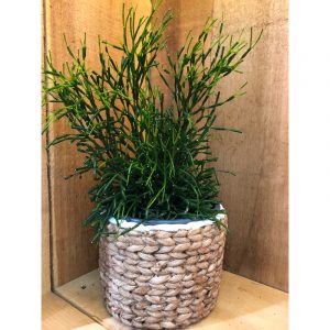 hatiora-bambusoides-45