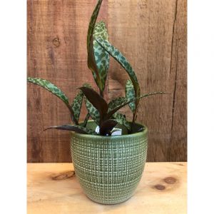 ledebouria-socialis-12