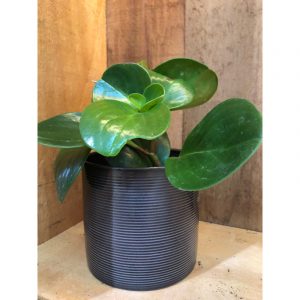 peperomia-obtusifolia-1200