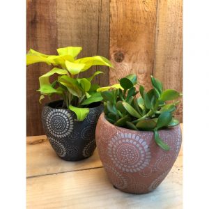 philodendron-lime-et-jade-19