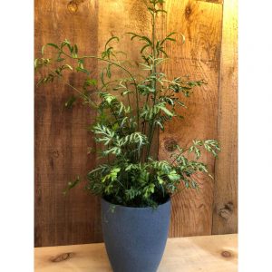 pteris-ensiformis-22