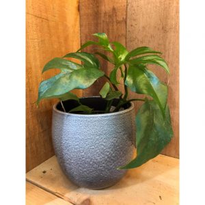 raphidophora-tetrasperma-39