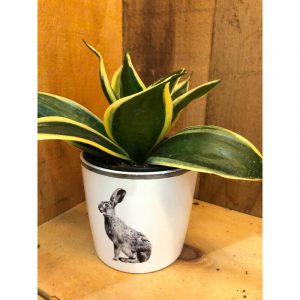 sanseveria-hahnii-1800