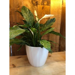 spatiphyllum-domino-46