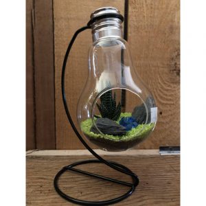 terrarium-ampoule-avec-presentoir-3299