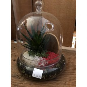 terrarium-petite-cloche-3499