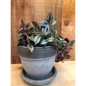 tradescantia-zebrina-16
