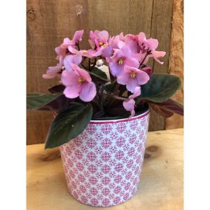 violette-africaine-rose-12