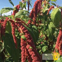 amaranthe-coral-fountain