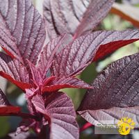 amaranthe-hopi-red-dye