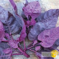 aroche-magenta-magic