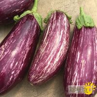 aubergine-listada-di-gandia