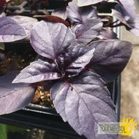 basilic-mauve-dark-opal