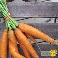 carotte-scarlet-nantes