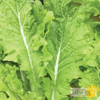 chou-chinois-tokyo-bekana