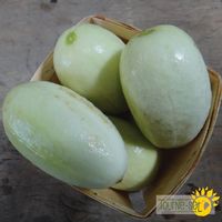 concombre-dragon-egg