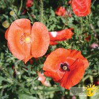 coquelicot