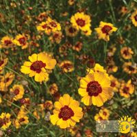 coreopsis-hohe