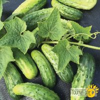 cornichon-h-19-little-leaf