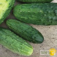 cornichon-national-pickling