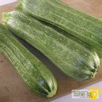 courgette-costata-romanesca