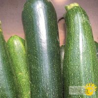 courgette-dark-green