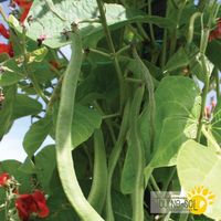 haricot-d-espagne-scarlet-runner