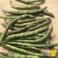 haricots-grimpants-rattlesnake