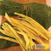 haricots-nains-jaunes-gold-rush