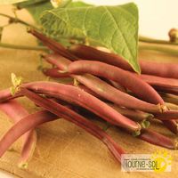 haricots-nains-rouges-red-swan