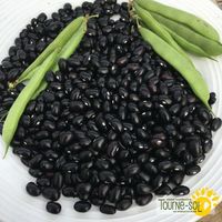 haricots-nains-secs-black-turtle